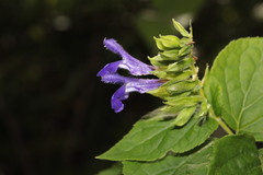 Salvia beltraniorum