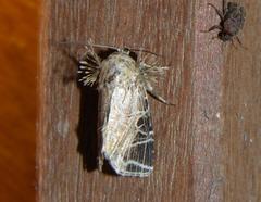 Callopistria dapsilis