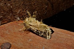 Callopistria dapsilis