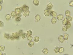 Entoloma cystomarginatum