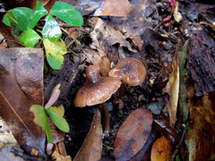 Entoloma cystomarginatum