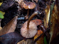 Entoloma cystomarginatum