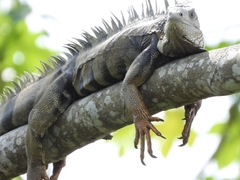 Iguana iguana
