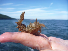 Paracrangon echinata