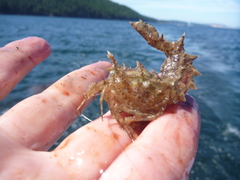 Paracrangon echinata