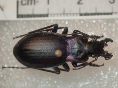 Carabus riffensis
