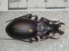 Carabus riffensis