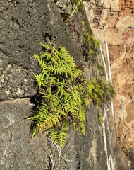 Pityrogramma chrysophylla gabrielae