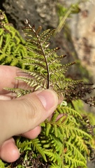 Pityrogramma chrysophylla gabrielae