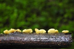 Crepidotus stromaticus