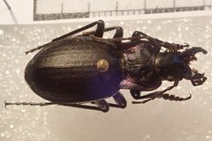 Carabus riffensis