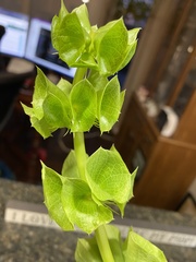 Moluccella