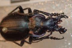 Carabus riffensis