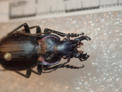 Carabus riffensis