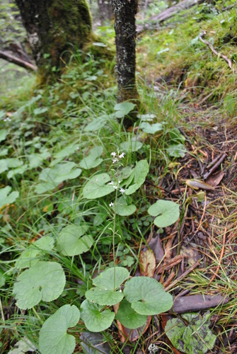 ginger leaf false bugbane (Beesia calthifolia)