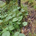 Beesia calthifolia - Photo (c) ed_shaw, μερικά δικαιώματα διατηρούνται (CC BY-NC)