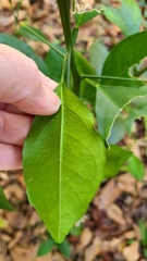 Citrus × taitensis