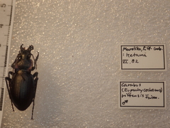 Carabus riffensis