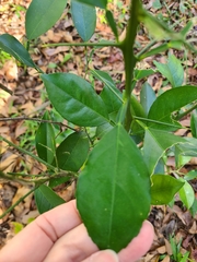 Citrus × taitensis