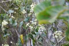 Psychopterys multiflora