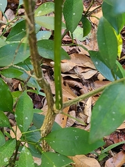 Citrus × taitensis