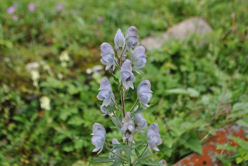 Aconitum tatsienense