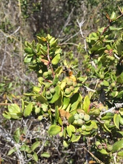 Berberis actinacantha