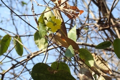 Stigmaphyllon ellipticum