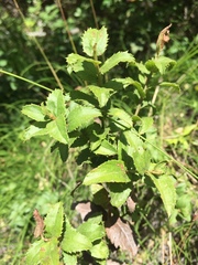 Baccharis racemosa