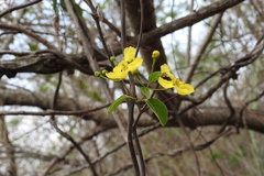 Stigmaphyllon ellipticum