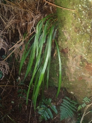 Haplopteris taeniophylla