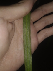 Haplopteris taeniophylla