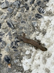 Oligosoma polychroma