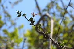 Stigmaphyllon selerianum