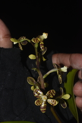 Prosthechea crassilabia