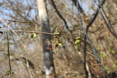 Stigmaphyllon selerianum