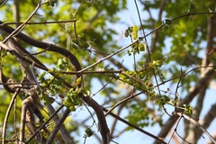 Stigmaphyllon selerianum