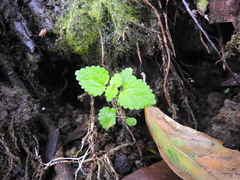 Hesperocnide tenella