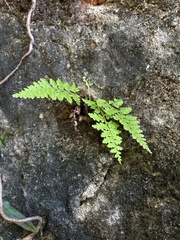 Pityrogramma chrysophylla gabrielae