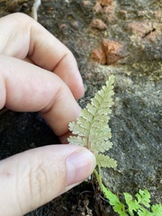 Pityrogramma chrysophylla gabrielae