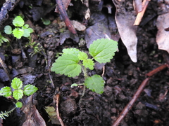 Hesperocnide tenella