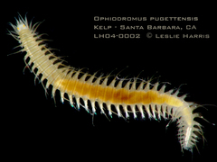 Oxydromus pugettensis image