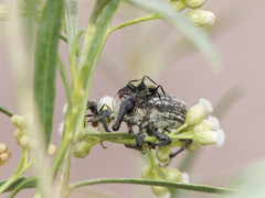 Heilipodus argentinicus