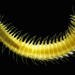 Oxydromus pugettensis - Photo (c) Leslie Harris,  זכויות יוצרים חלקיות (CC BY-NC), הועלה על ידי Leslie Harris