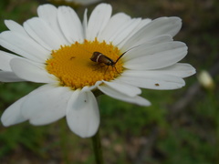 Adela australis