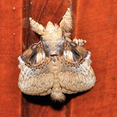 Euglyphis gera