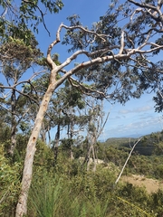 Eucalyptus pachycalyx