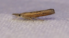 Ptochostola microphaeellus