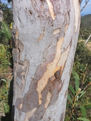 Eucalyptus pachycalyx