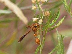 Zethus spegazzinii